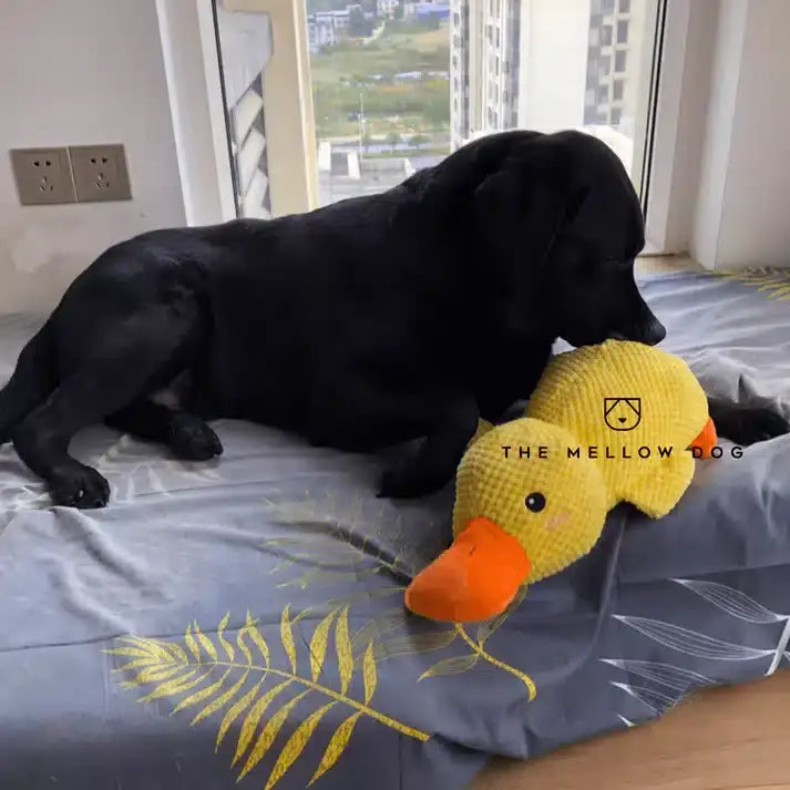 50% OFF 🔥 Calming Duck Toy