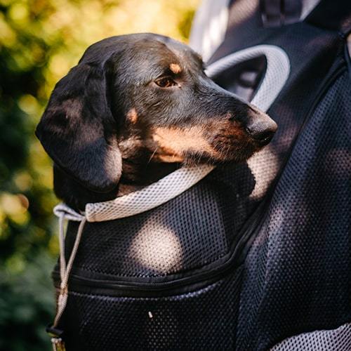 Dogs Backpack Comfortable Carrying