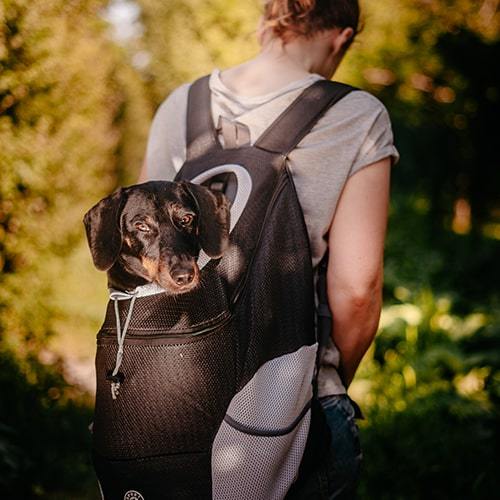 Dogs Backpack Comfortable Carrying