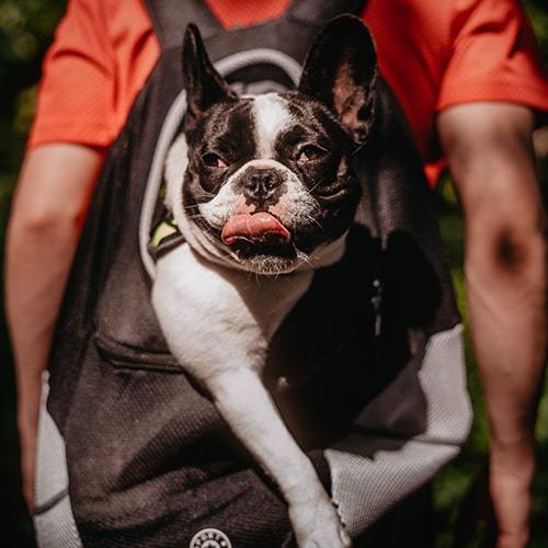 Dogs Backpack Comfortable Carrying