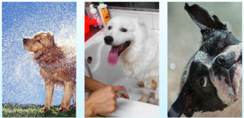Pet Shower Tool