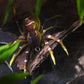 SPIDER SOFT LURE FISHING LURES
